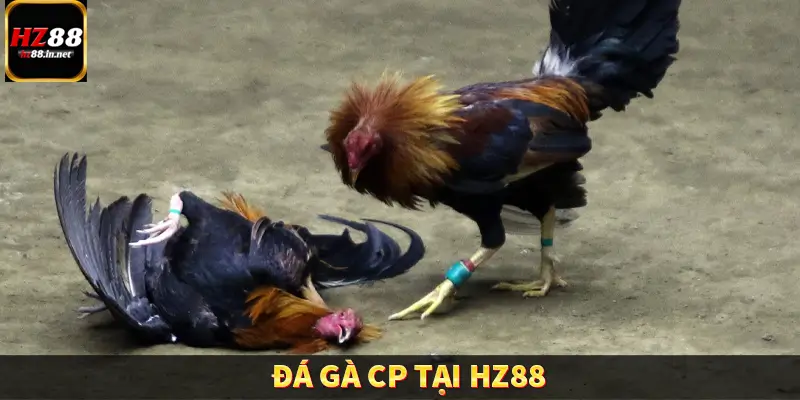 Đá gà CP – Chinh Phục Đấu Trường Đỉnh Cao Tại HZ88